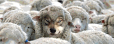 bad wolf sheep