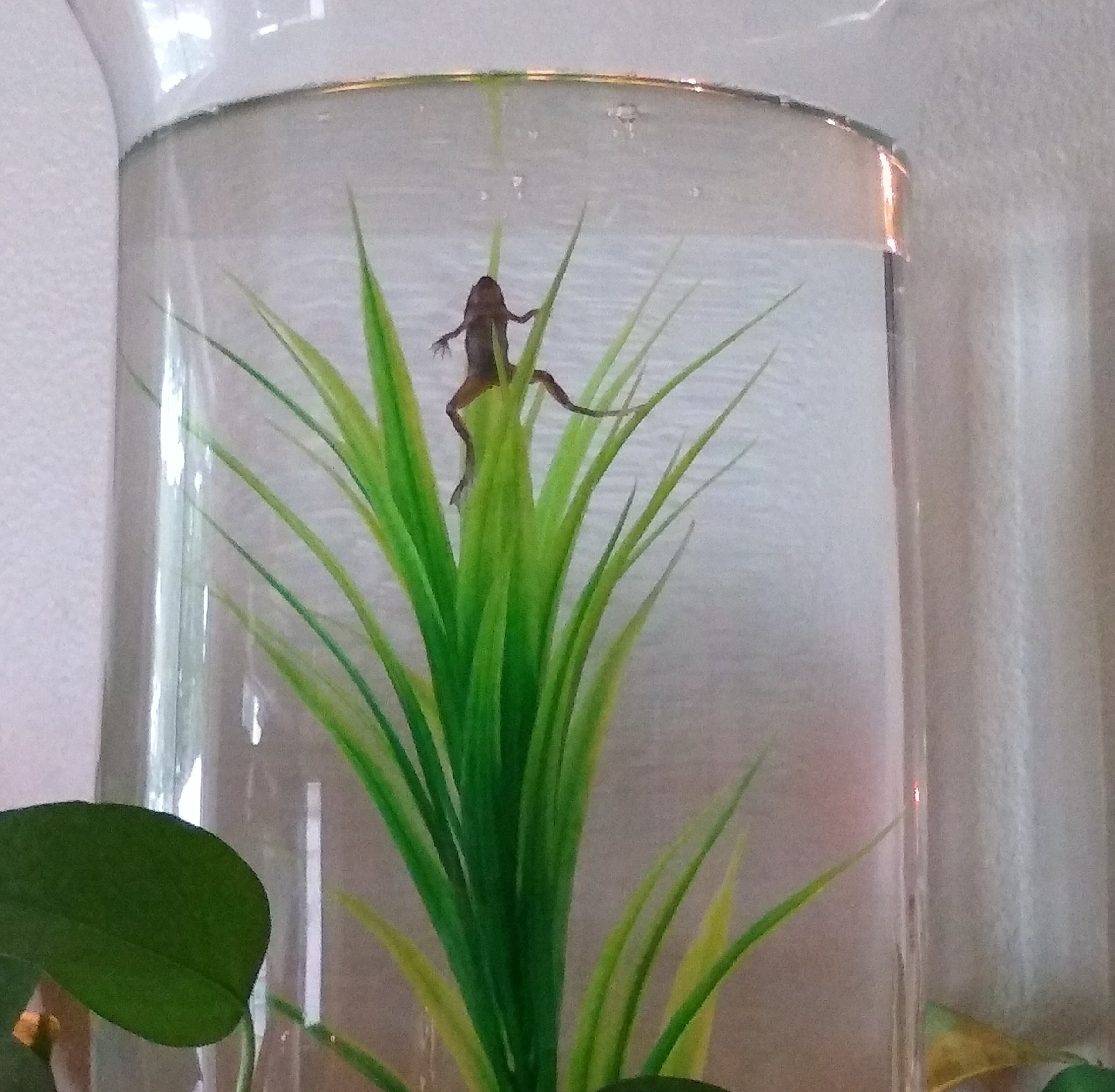 Fred the Frog.jpg