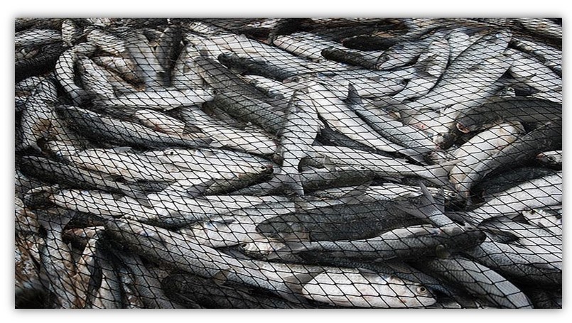 fuller nets